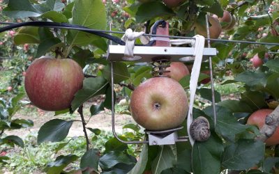 Les pommes grossissent la nuit