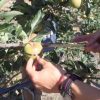 mesure_taille_fruits_legumes
