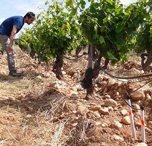 Installation monitor en vigne