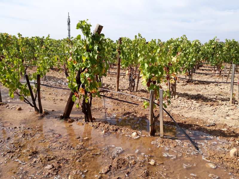 tuyau goutte à goutte coupé