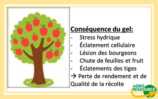 Schéma conséquence du gel sur les végétaux