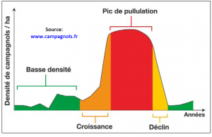 croissance population campagnol