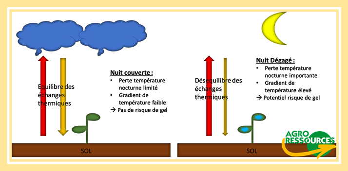 schéma des échanges thermiques lors d'une nuit de gel arboriculture