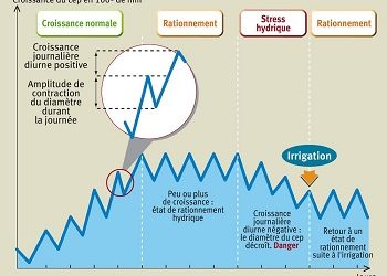 croissance et décroissance du dendrometre