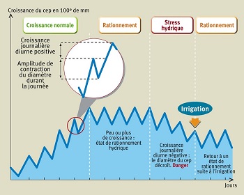 croissance et décroissance du dendrometre