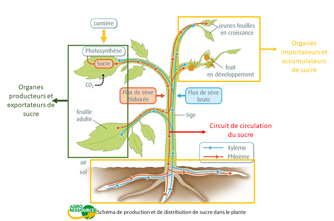 Schéma de production et distribution de sucre dans la plante